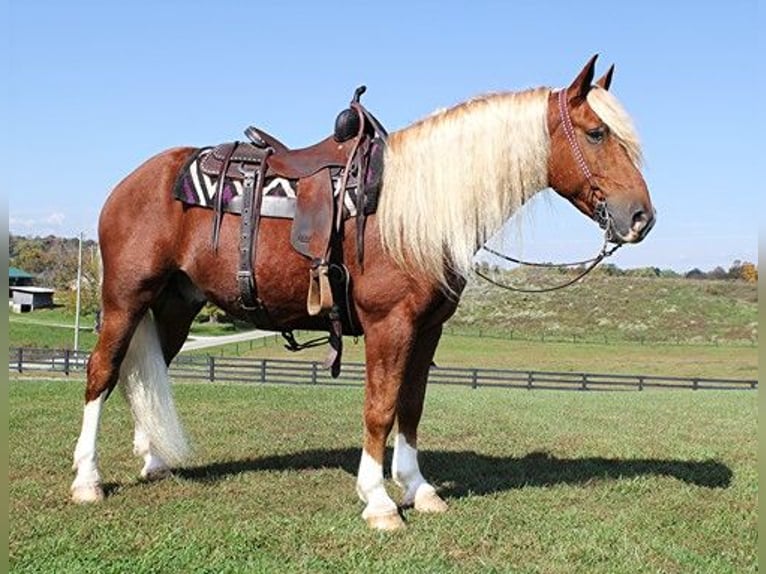 American Quarter Horse Ruin 11 Jaar 160 cm Roodvos in Parkers Lake, KY