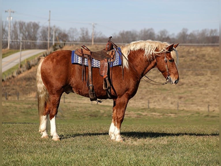 American Quarter Horse Ruin 11 Jaar 160 cm Roodvos in Parkers Lake, KY