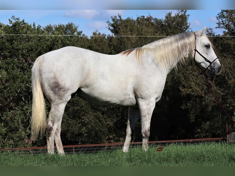 American Quarter Horse Ruin 11 Jaar 160 cm Schimmel in Jacksboro TX