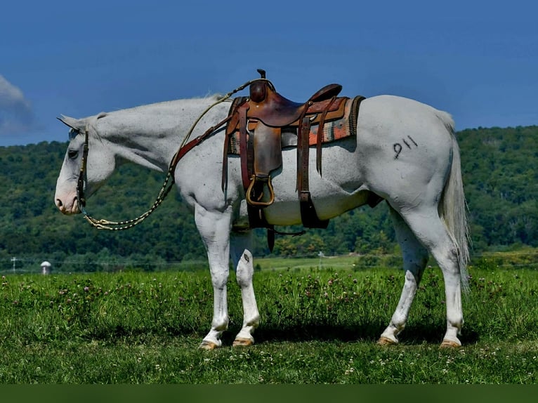 American Quarter Horse Ruin 11 Jaar 160 cm Schimmel in Saint Joe