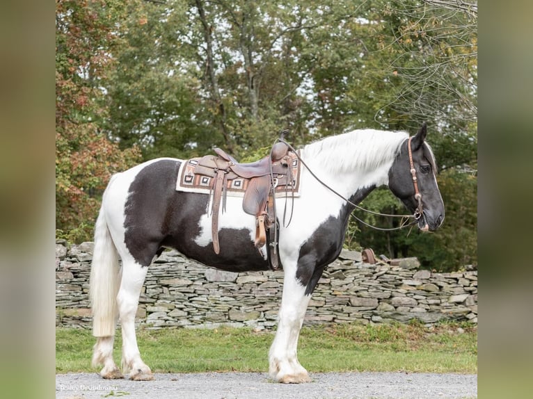 American Quarter Horse Ruin 11 Jaar 160 cm Tobiano-alle-kleuren in Everett PA