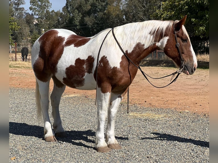 American Quarter Horse Ruin 11 Jaar 160 cm Tobiano-alle-kleuren in Lincoln CA