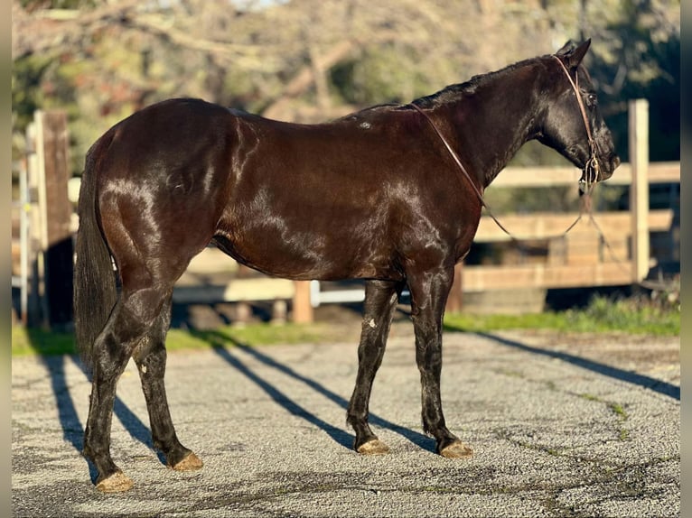 American Quarter Horse Ruin 11 Jaar 160 cm Zwart in Bitterwater CA