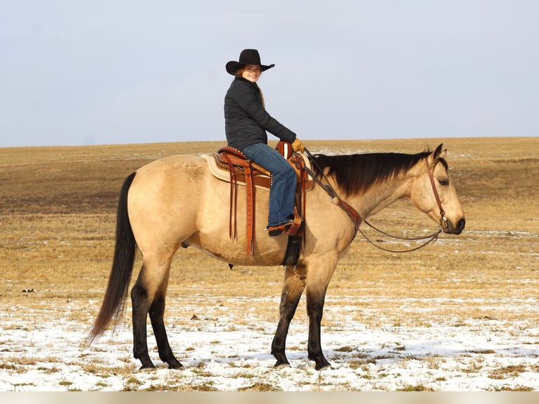 American Quarter Horse Ruin 11 Jaar 163 cm Buckskin in Clarion, PA