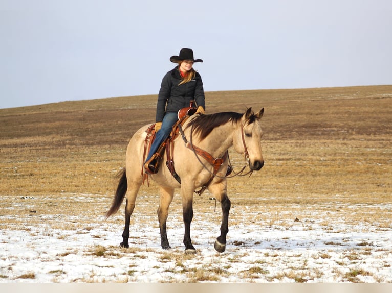 American Quarter Horse Ruin 11 Jaar 163 cm Buckskin in Clarion, PA