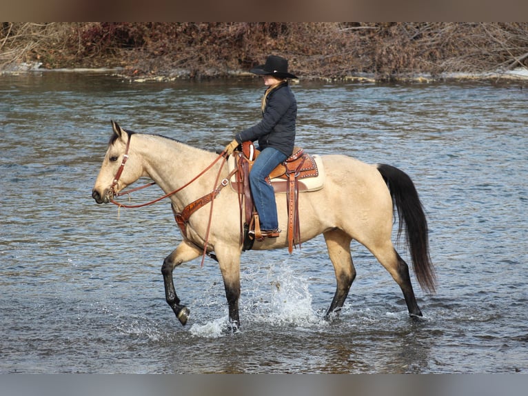 American Quarter Horse Ruin 11 Jaar 163 cm Buckskin in Clarion, PA