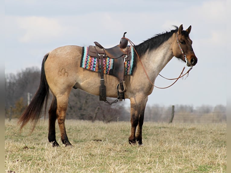 American Quarter Horse Ruin 11 Jaar 163 cm Falbe in Mount Vernon KY