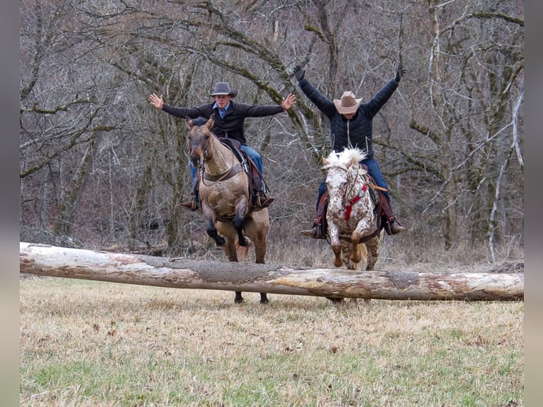 American Quarter Horse Ruin 11 Jaar 163 cm Falbe in Mount Vernon KY