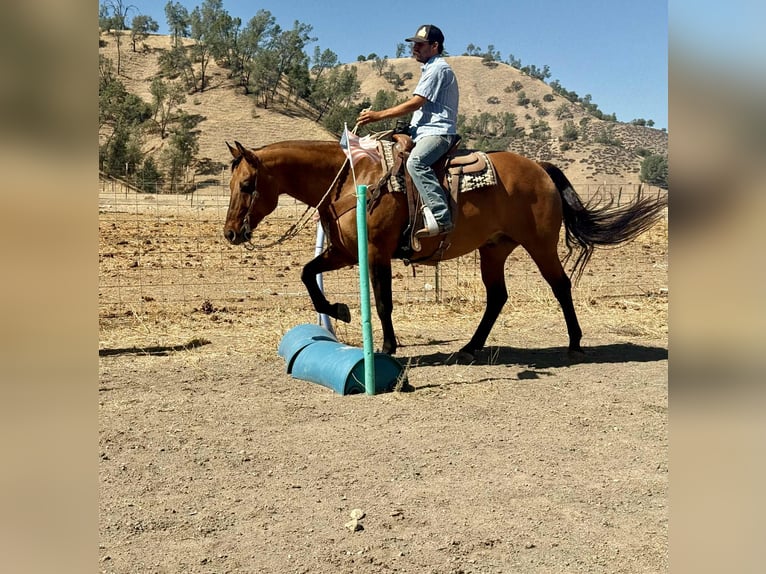 American Quarter Horse Ruin 11 Jaar 163 cm Falbe in Paicines CA