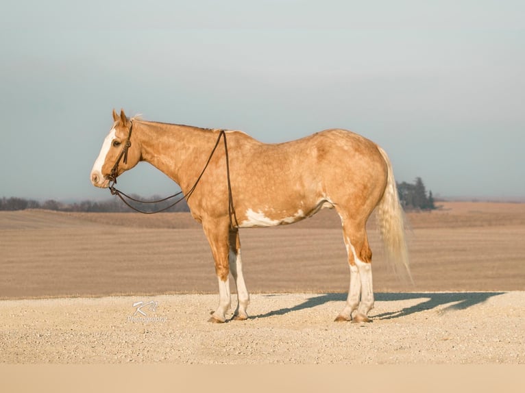 American Quarter Horse Ruin 11 Jaar 163 cm Overo-alle-kleuren in Brodhead KY