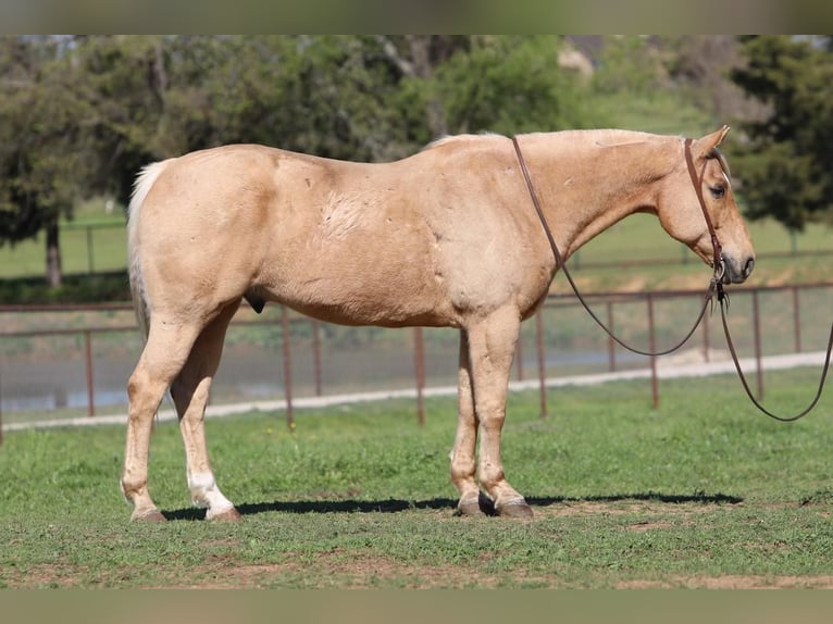 American Quarter Horse Ruin 11 Jaar 163 cm Palomino in Joshua, TX