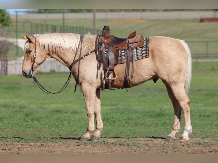 American Quarter Horse Ruin 11 Jaar 163 cm Palomino in Joshua, TX
