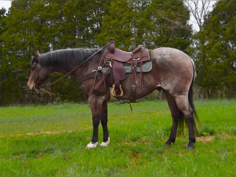 American Quarter Horse Ruin 11 Jaar 163 cm Roan-Bay in Greenville KY