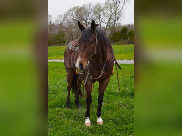 American Quarter Horse Ruin 11 Jaar 163 cm Roan-Bay in Greenville KY