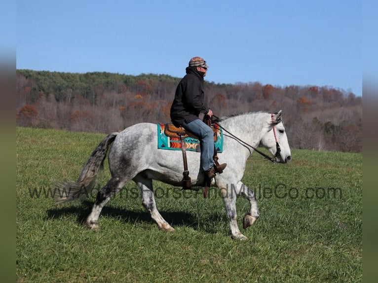 American Quarter Horse Ruin 11 Jaar 163 cm Schimmel in Mount Vernon