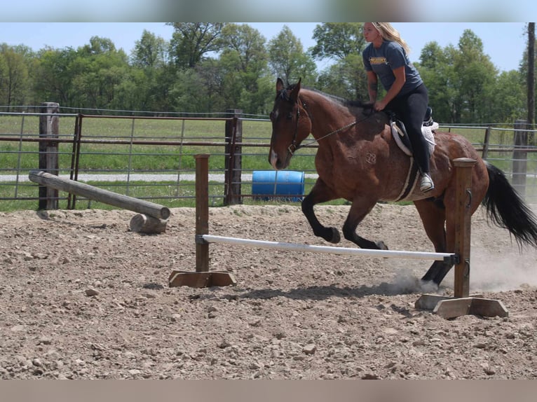 American Quarter Horse Ruin 11 Jaar 165 cm Roan-Bay in Charleston IL