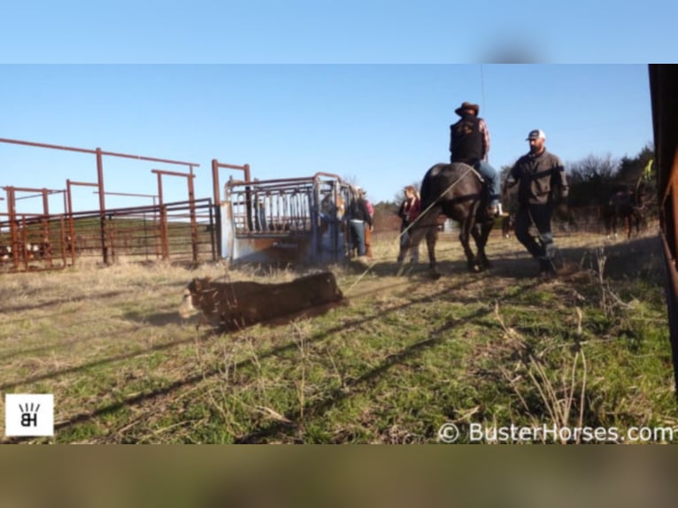 American Quarter Horse Ruin 11 Jaar 165 cm Roan-Blue in weatherford TX