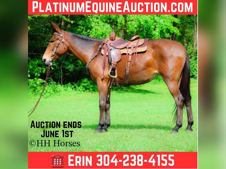 American Quarter Horse Ruin 11 Jaar 165 cm Roodbruin in Flemingsburg KY