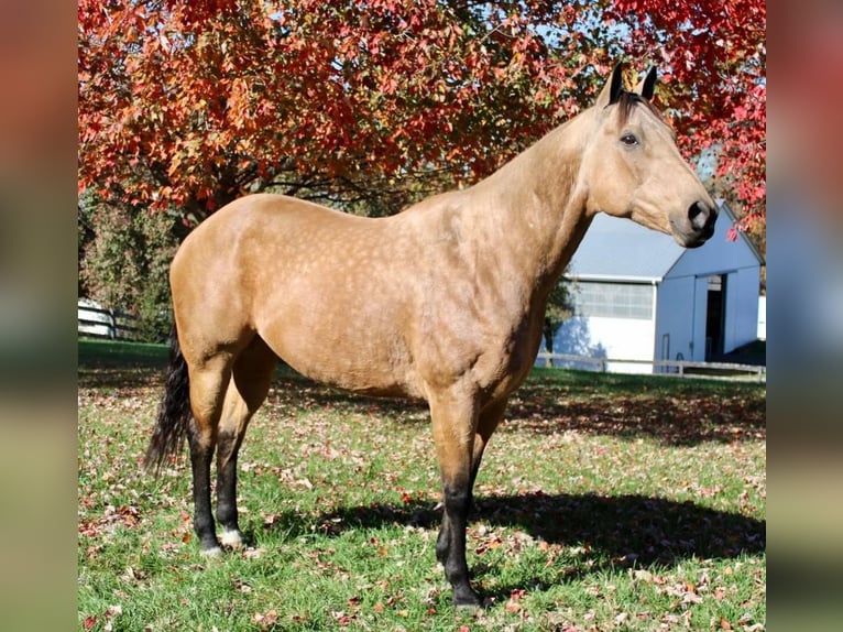 American Quarter Horse Mix Ruin 11 Jaar 168 cm Buckskin in Allentown, NJ