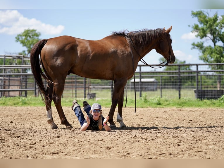 American Quarter Horse Ruin 11 Jaar 168 cm Donkere-vos in Kaufman