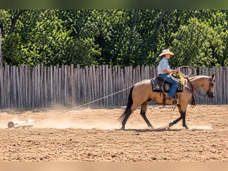 American Quarter Horse Ruin 11 Jaar Buckskin in Weatherford