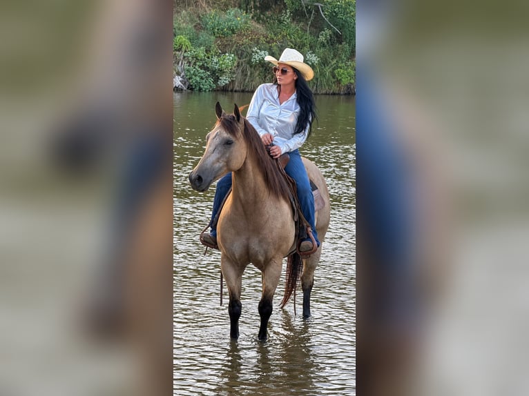 American Quarter Horse Ruin 11 Jaar Buckskin in Weatherford