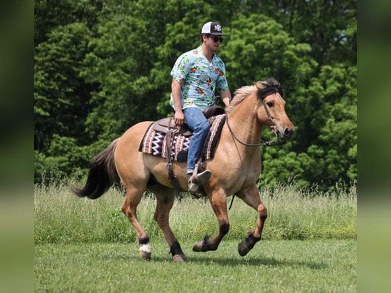 American Quarter Horse Ruin 11 Jaar Buckskin in Mount Vernon, KY