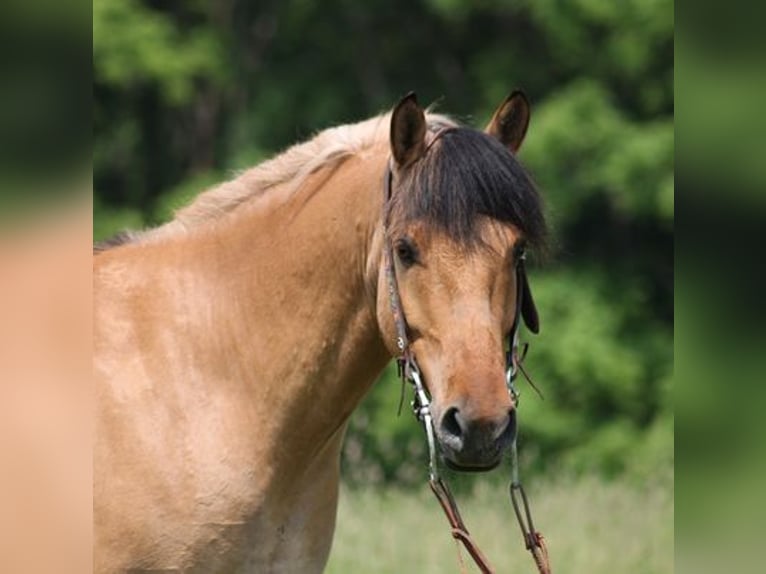 American Quarter Horse Ruin 11 Jaar Buckskin in Mount Vernon, KY