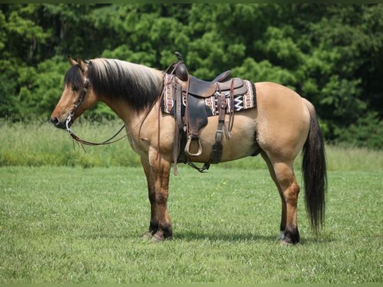 American Quarter Horse Ruin 11 Jaar Buckskin in Mount Vernon, KY