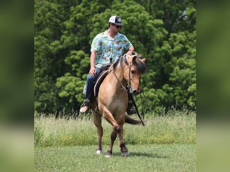 American Quarter Horse Ruin 11 Jaar Buckskin in Mount Vernon, KY