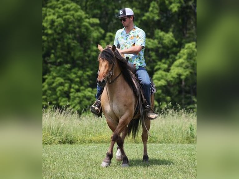 American Quarter Horse Ruin 11 Jaar Buckskin in Mount Vernon, KY