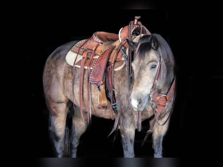 American Quarter Horse Ruin 11 Jaar Buckskin in Clarion