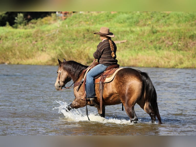 American Quarter Horse Ruin 11 Jaar Buckskin in Clarion
