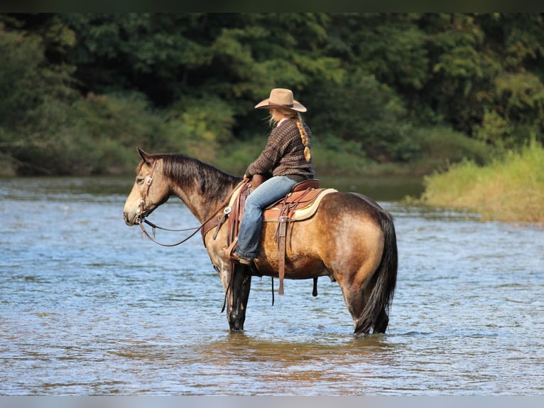 American Quarter Horse Ruin 11 Jaar Buckskin in Clarion