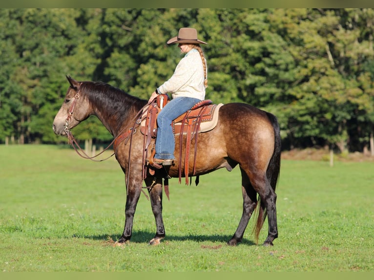 American Quarter Horse Ruin 11 Jaar Buckskin in Clarion