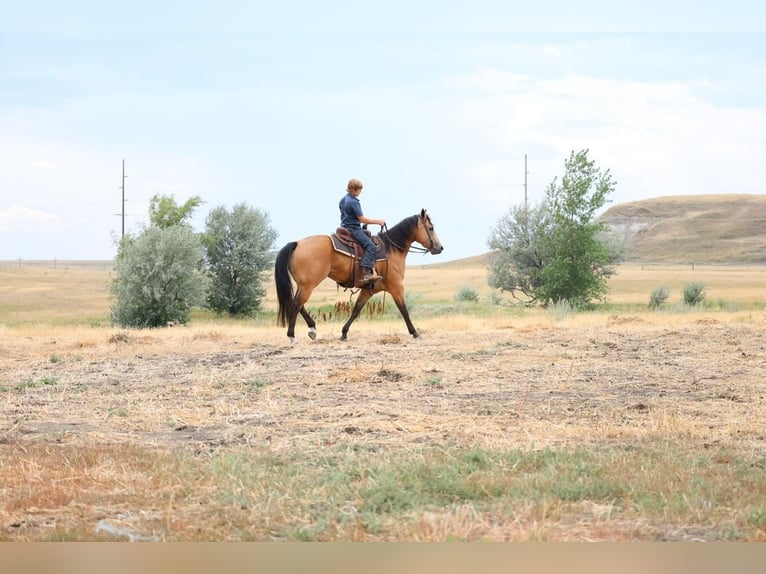 American Quarter Horse Ruin 11 Jaar Buckskin in Ripley