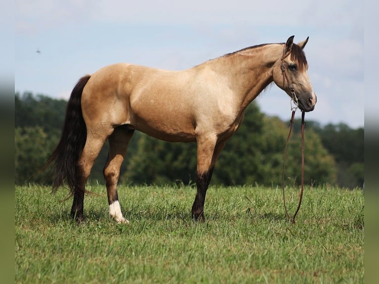 American Quarter Horse Ruin 11 Jaar Buckskin in Brodhead KY