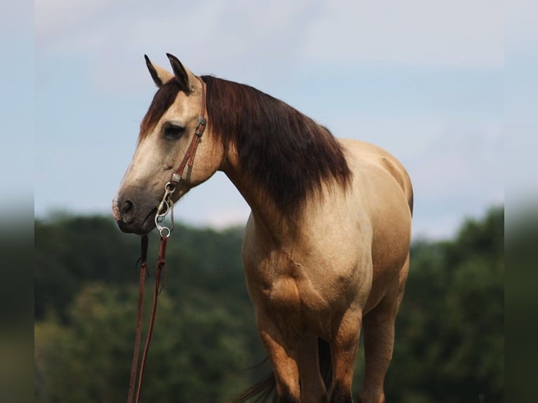 American Quarter Horse Ruin 11 Jaar Buckskin in Brodhead Ky