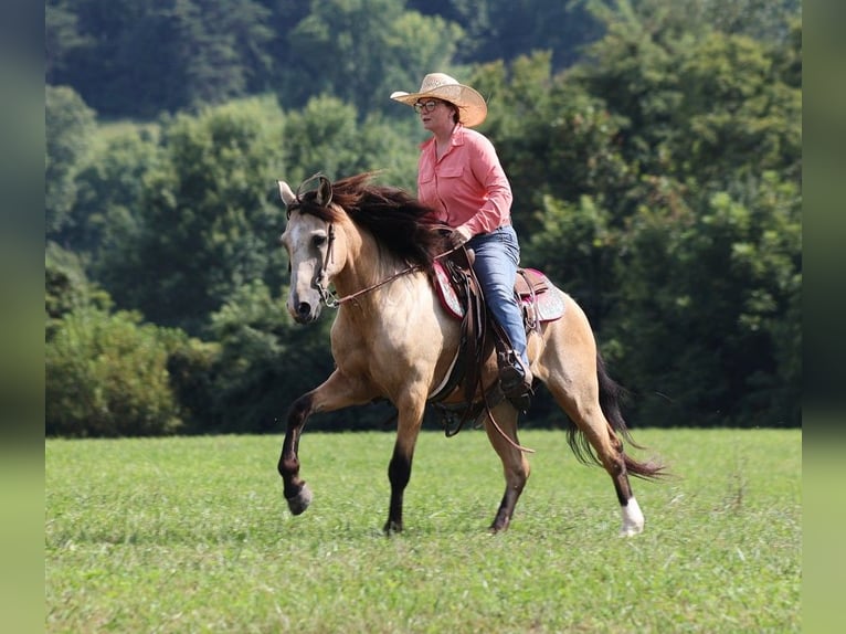 American Quarter Horse Ruin 11 Jaar Buckskin in Brodhead KY