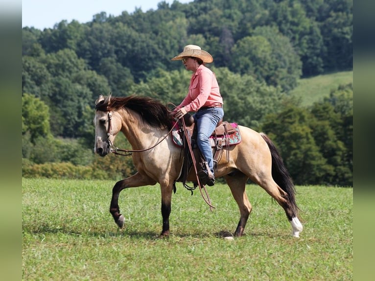 American Quarter Horse Ruin 11 Jaar Buckskin in Brodhead Ky