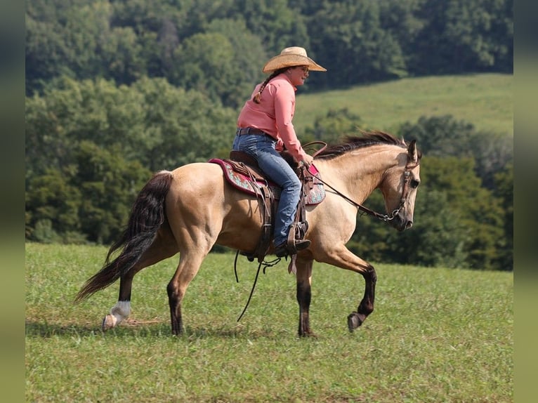 American Quarter Horse Ruin 11 Jaar Buckskin in Brodhead Ky