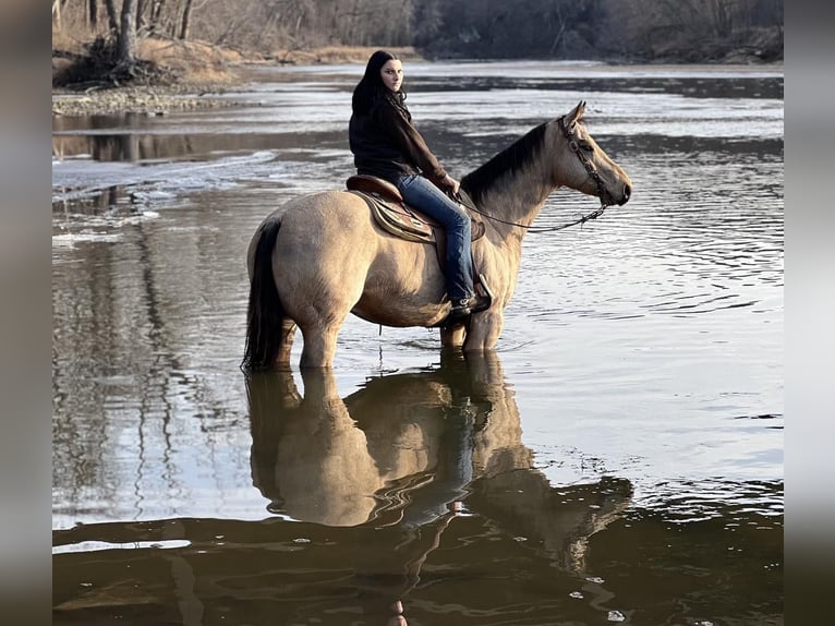 American Quarter Horse Ruin 11 Jaar Buckskin in Libson IA