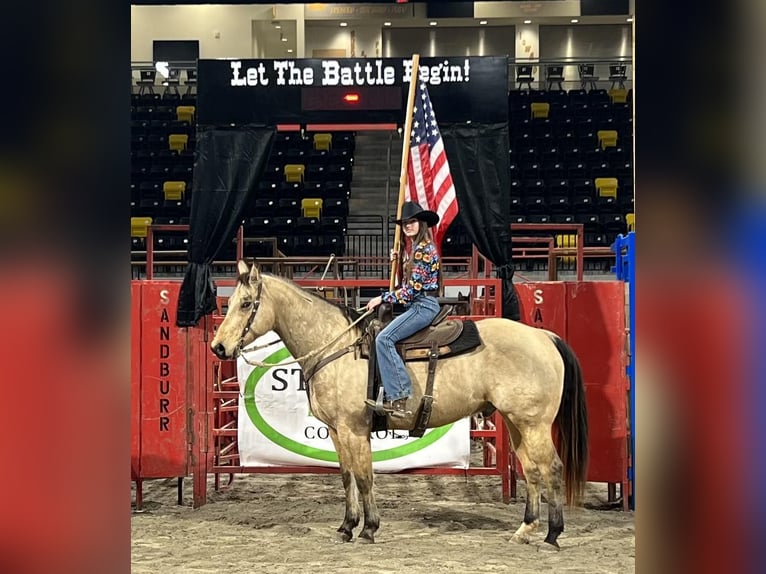 American Quarter Horse Ruin 11 Jaar Buckskin in Libson IA