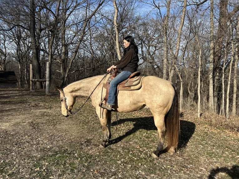 American Quarter Horse Ruin 11 Jaar Buckskin in Libson IA