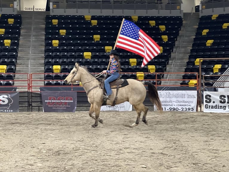 American Quarter Horse Ruin 11 Jaar Buckskin in Lisbon IA