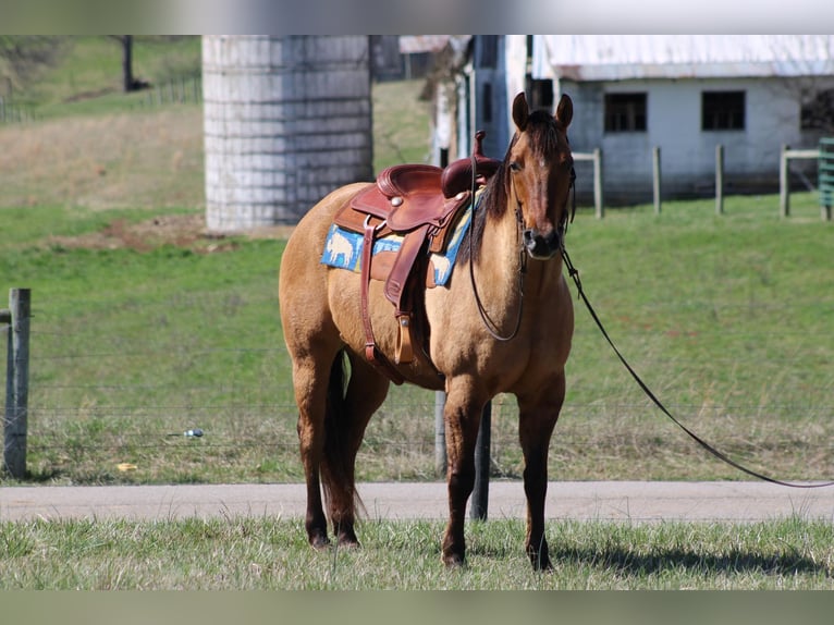 American Quarter Horse Ruin 11 Jaar Buckskin in Sonora KY