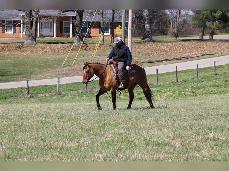 American Quarter Horse Ruin 11 Jaar Buckskin in Sonora KY