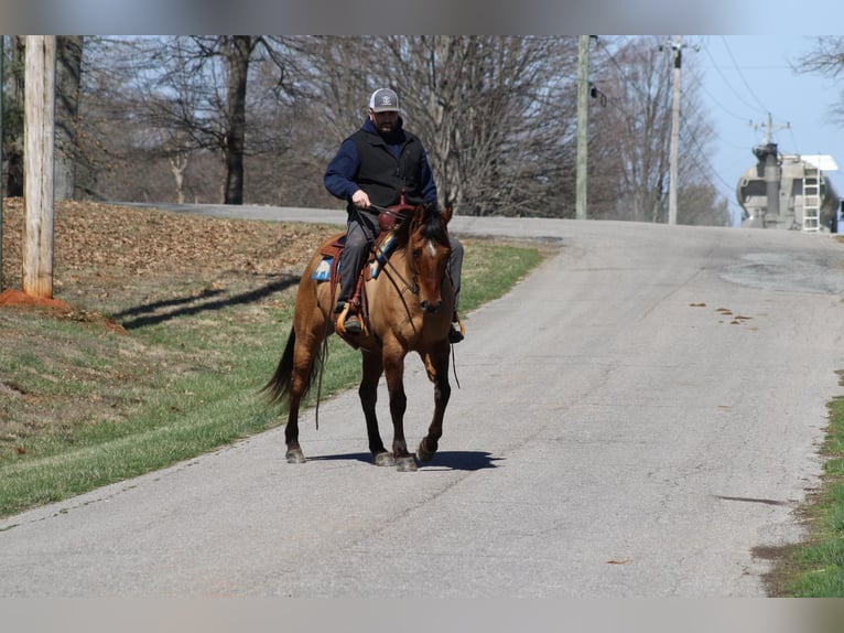 American Quarter Horse Ruin 11 Jaar Buckskin in Sonora KY