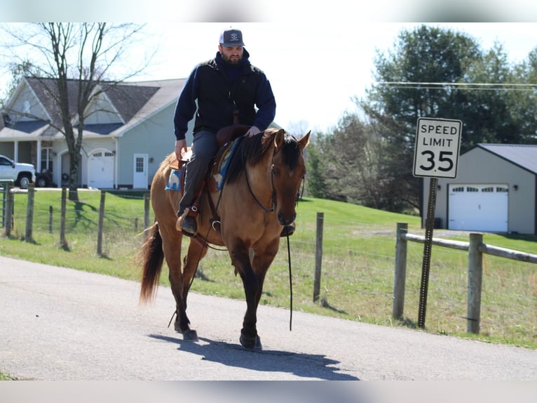 American Quarter Horse Ruin 11 Jaar Buckskin in Sonora KY