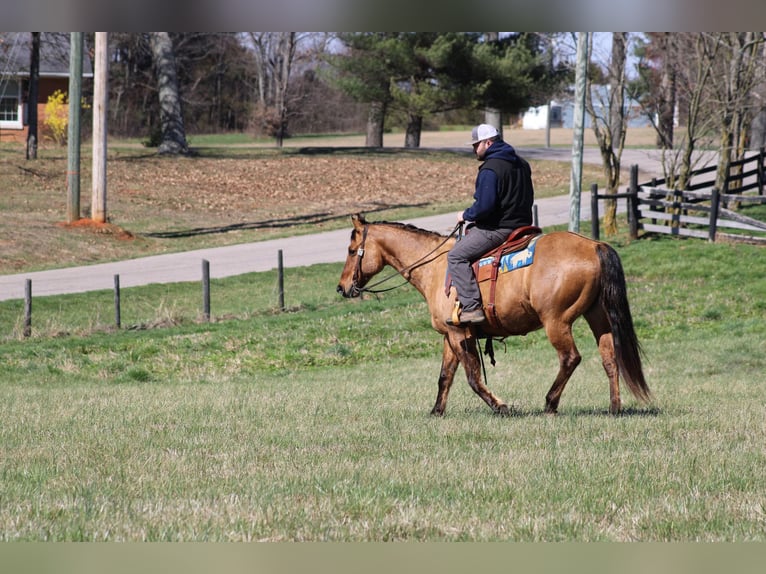 American Quarter Horse Ruin 11 Jaar Buckskin in Sonora KY